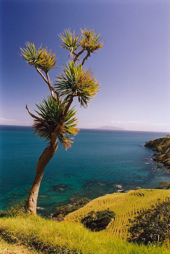 Coromandel